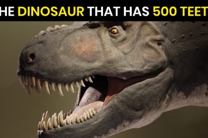 Dinosaur has 500 teeth