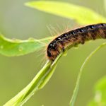 Caterpillar Trinidad